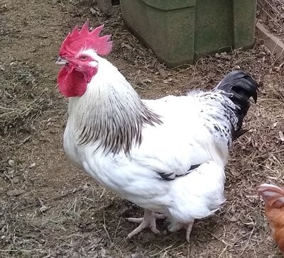 white cockerel 2020.jpg