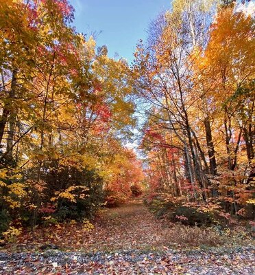 Beech Mountain Path in November.jpg