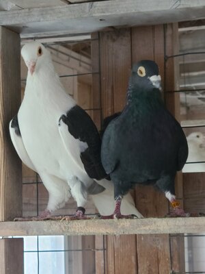 20201204_120724.jpg