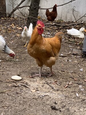IMG_3166-preview.JPG