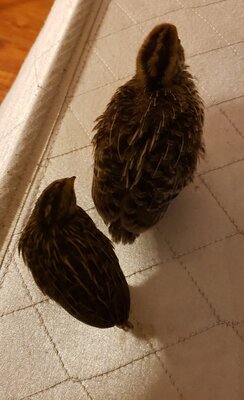 20201207_073338.jpg