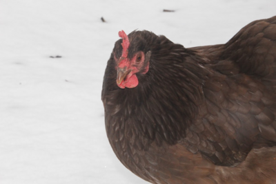 How To Overwinter Chickens Naturally