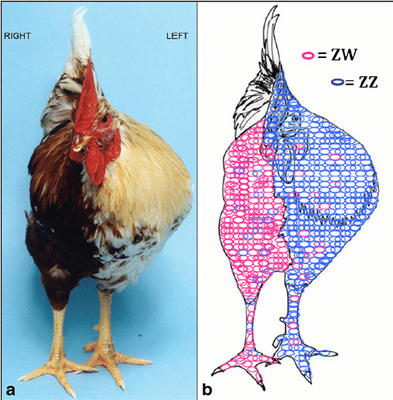 Gynandromorph-chicken-a-Photograph-of-gynandromorph-Right-side-of-bird-appears-female.png