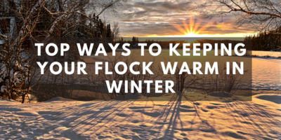 Top Ways To Keeping Your Flock Warm In Winter.png