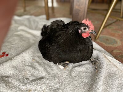 Roo Front sit 2.jpg