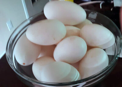 goose eggs.jpg