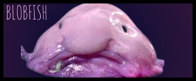 blobfish1.jpg