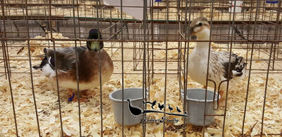 silkyducks1.jpg