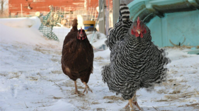 Get Your Chickens Ready for Winter