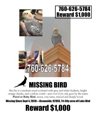 lost bird 2.jpg