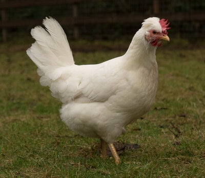 Maia Terry, Bird 5 side.jpg