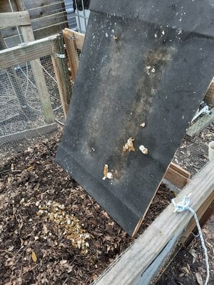 poop board 2.jpg poop board 2.jpg