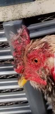 Rooster.jpg