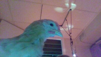 IMG_20200525_211438 (1).jpg