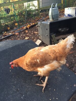 Getting, caring for and keeping Ex-Battery Hens
