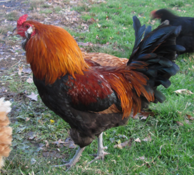 Rooster1.png