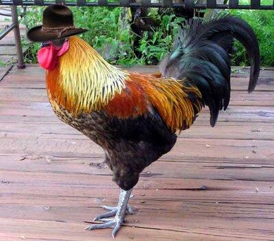 rooster wearing hat.jpg