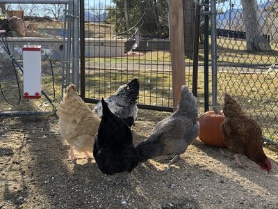 201224 hens.JPG