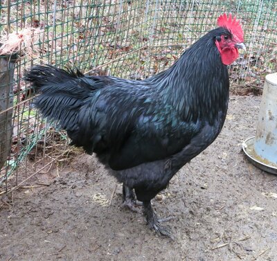 Langshan Fav Cockerel IMG_2246.jpg