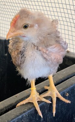 Legbar_OE_Cockerel_3.5weeks_1.jpg