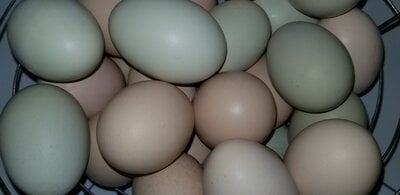 GUIDE TO THE SELECTION, STORAGE AND HANDLING OF CHICKEN HATCHING EGGS