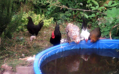 chickens-pool.jpg