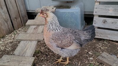 VideoCapture_20201221-172740.jpg