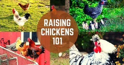 How To Raise Chickens