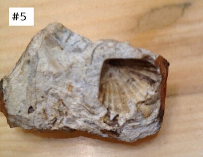 fossil 5 (2).jpg