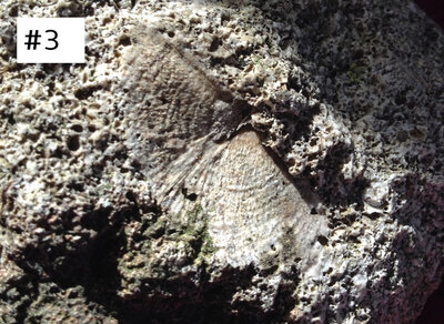 fossil 3 (2).jpg