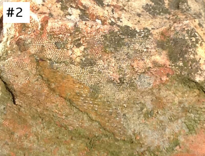 fossil 2 (2).jpg