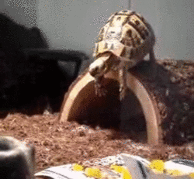 turtle fail.gif