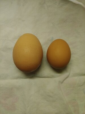 Egg 01.jpg