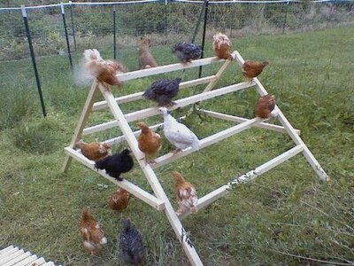 ChickenLadder.jpg