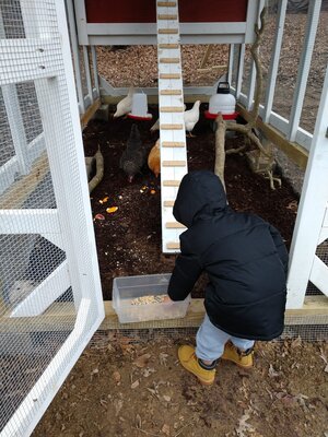 henry feeding chickens.jpg