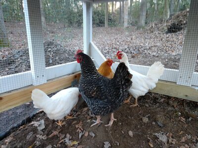 hennypenny.jpg