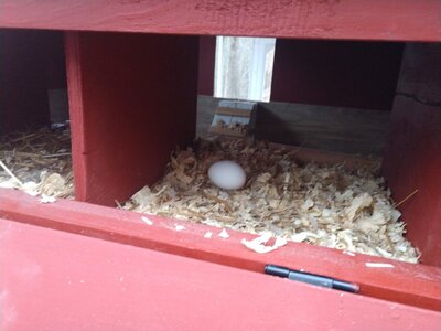 First Egg.jpg