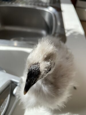 069F3B98-FF98-499B-8A75-A83C58A5C8E6.jpeg