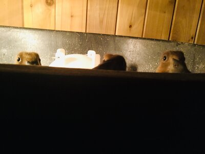 50BBEBD5-B40E-4657-9B3F-14AB010F920A.jpeg