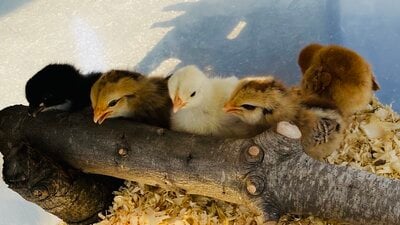 Everything you Need to Know About Raising Baby Chicks!