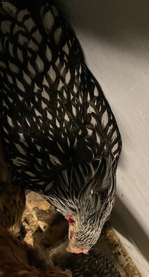 D8DF919D-1ADD-4F58-92EF-9F572EA3DB1F.jpeg