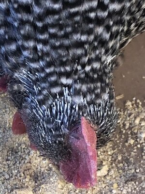 IMG_2684.jpeg