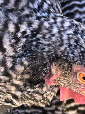 IMG_2681.jpeg