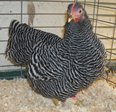 barred rock female.jpg