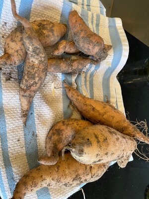 Sweet Potatoes.jpg