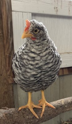 Cockerel_6weeks.JPG