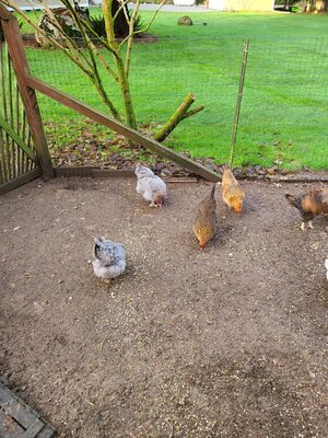 Chickens 1.jpg