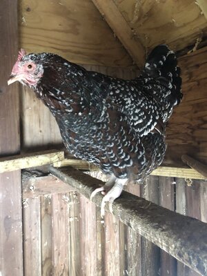 chicken legs 2.jpg