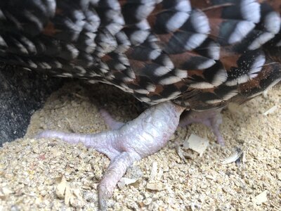 chicken legs 3.jpg