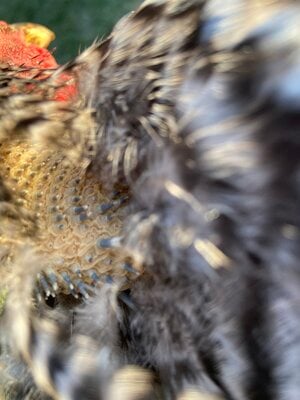 IMG_1275-1.jpeg IMG_1275-1.jpeg